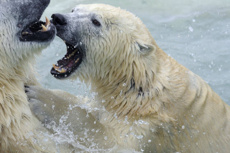 Two polar bears playing/fighting with their teeth showing.