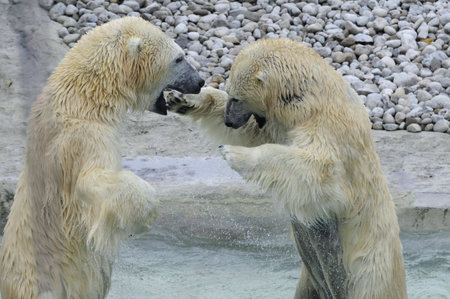 Two polar bears standing up to each other.の写真素材