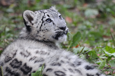 A Snow Leopard cub lying in the grass looking up.
