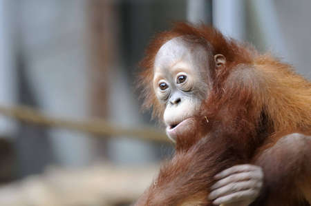 Landscape shot of a young orangutan from the Toronto Zoo.の写真素材