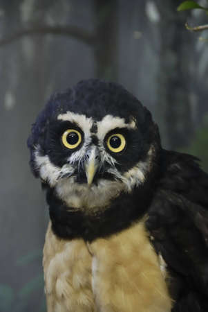 Spectacled Owl staring at the camera.の写真素材