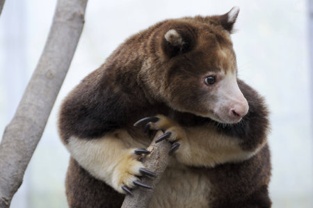 A tree Kangaroo holding onto a tree branch with his claws.
