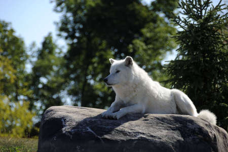 An arctic Wolf resting on a large rock.の写真素材