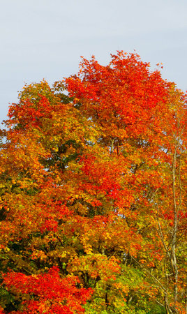 Mother nature in fall splenderの写真素材