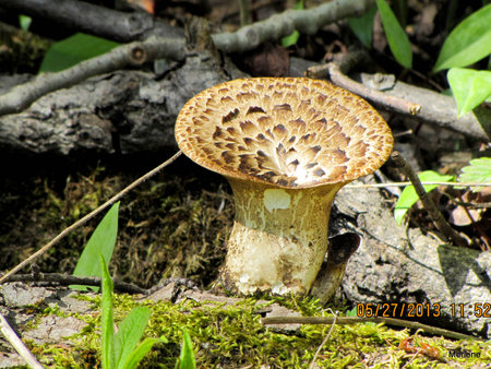 flat mushroomの写真素材