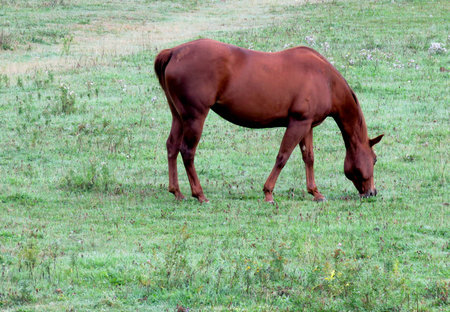 strawberry roan mareの写真素材