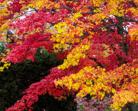 fall glory in the mapleの写真素材