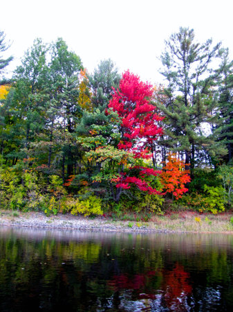 Red maple on the river bankの写真素材