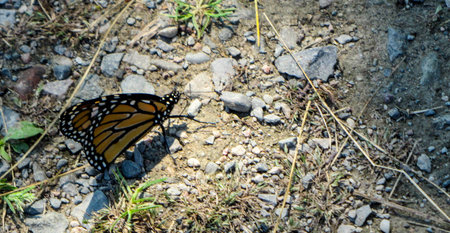 Monarch butterflyの写真素材