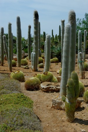 Several kinds of cactuses are growing on the plantation. Ð¡actaceous family.の写真素材