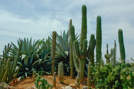 A few kinds of cactuses are growing together on the plantation. Big and small cactuses.