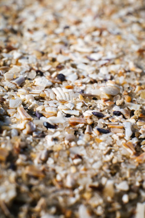 Sand and small particles of shells on the seashore close-up. backgroundの写真素材