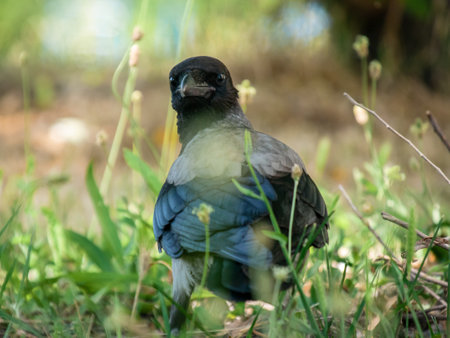 a crow sitting in the grass looks backの写真素材