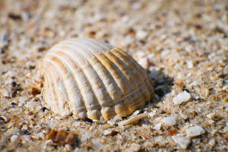 the shell lies on the sandy seashore