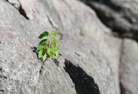 The sprout grew directly on a huge stone