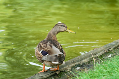 Duck mallard on the shore of the park lake looks back, close-upの写真素材
