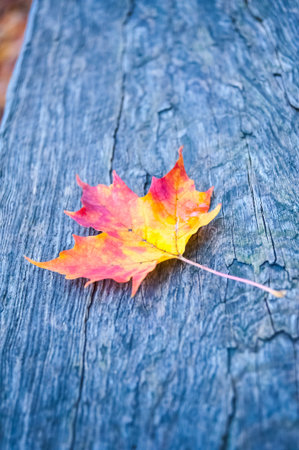 Autumn maple leaf on the wood board
