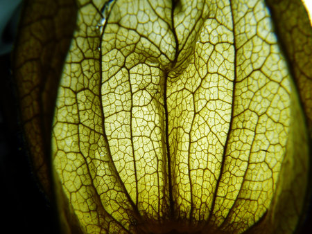 physalis fruit berry husk vein leafの写真素材