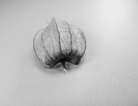 physalis fruit berry husk vein leafの写真素材
