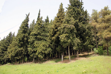 trees in the park
