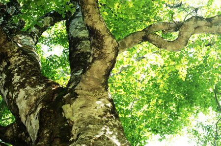 Mother treeの写真素材