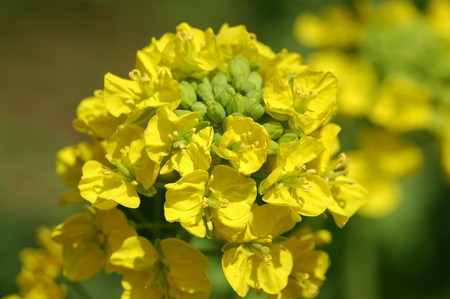 Rape blossomsの写真素材