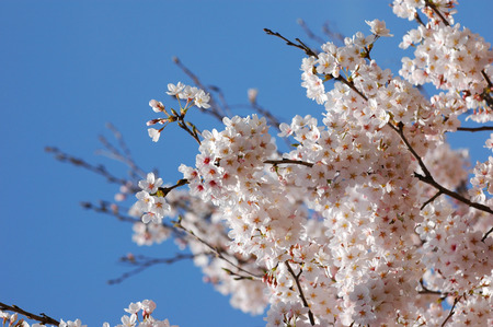 Cherry Blossom treeの写真素材