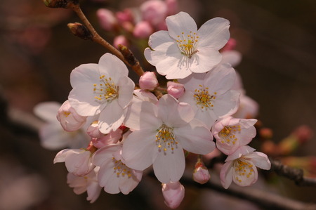 The cherry blossomsの写真素材