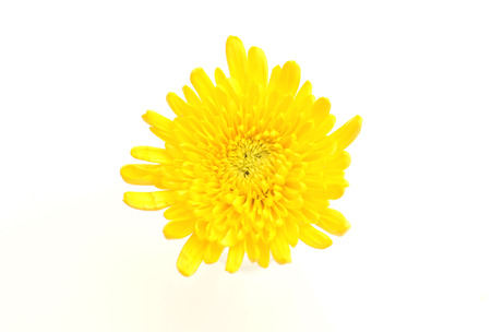 Chrysanthemumの写真素材