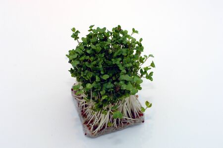 Broccoli sproutsの写真素材