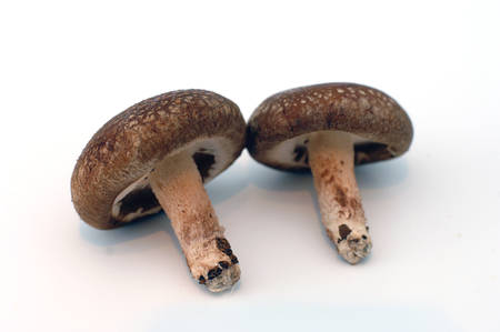 Shiitake mushroomの写真素材
