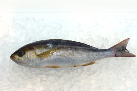 Grunt fishの写真素材