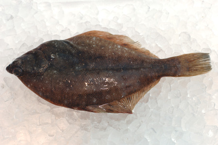 Flounderの写真素材