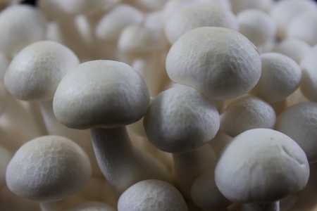 Beech Mushrooms , White Shimeji mushroom close-upの写真素材
