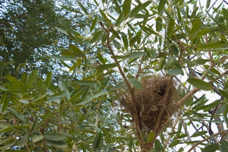 Birdの写真素材