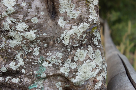 The fungus on the bark の写真素材