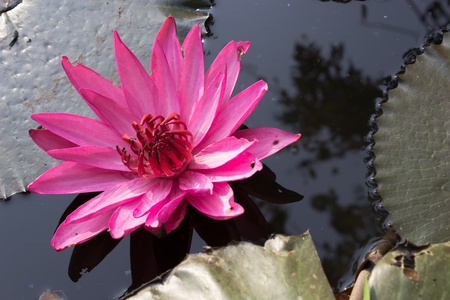 Pink water lily at sunrise floating on pond の写真素材