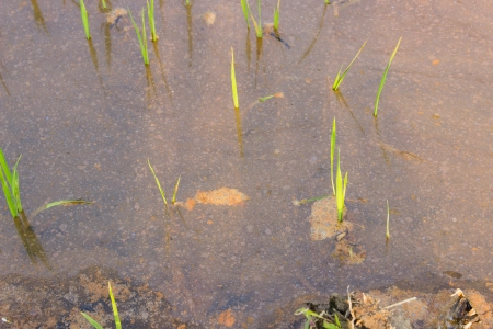 Young rice paddy growth in a rice paddy の写真素材