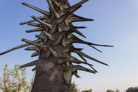 Palm Tree Trunkの写真素材