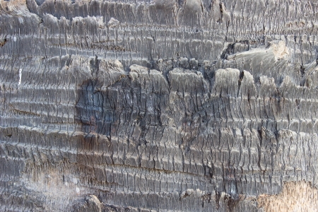 Palm bark texture ,tree bark backgroundの写真素材