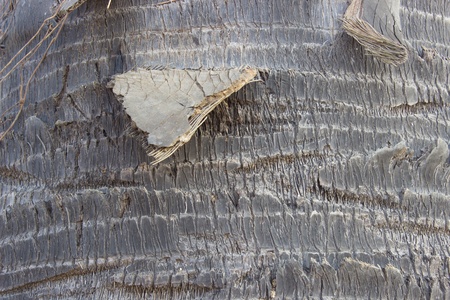 Palm bark texture ,tree bark backgroundの写真素材