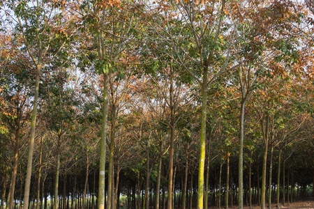 Rubber tree plantation in Thailand, where rubber tree plantations are found in many places の写真素材