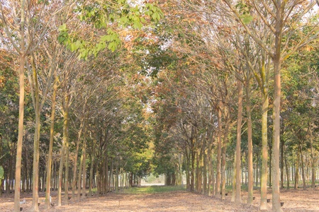 Rubber Tree Background,In Thailand,Southeast Asia の写真素材