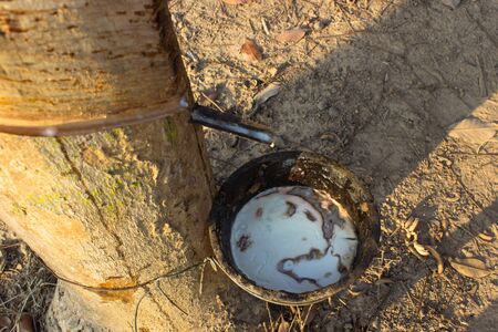 Milk of rubber tree into a wooden bowlの写真素材