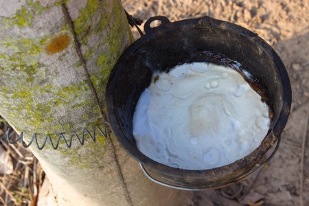 Rubber tree collection natural ,latex production in the cupの写真素材