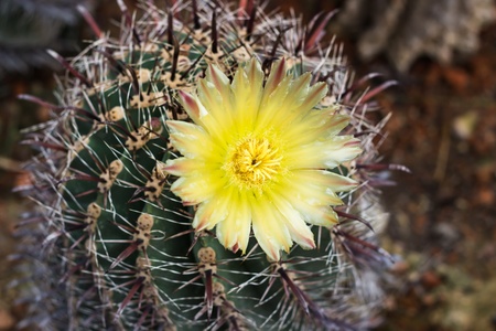 Yellow cactus flower  bloom with background blur の写真素材