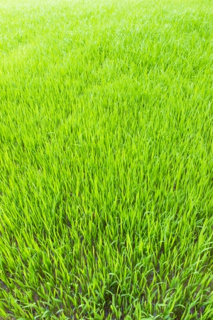 Young rice in farm of Thailand in Southeast Asia の写真素材