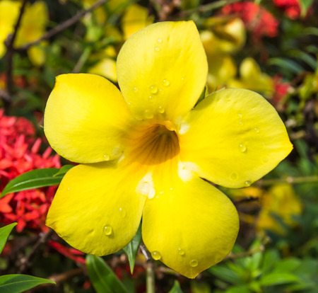 Allamanda or golden trumpet close up of  beautiful yellow flowerの写真素材