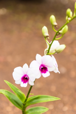 Beautiful orchid flowers in garden ,Nature in Thailandの写真素材