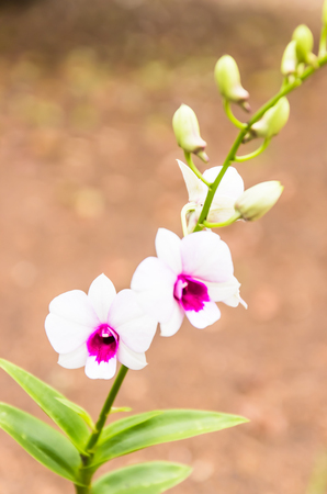 Beautiful orchid flowers in garden ,Nature in Thailandの写真素材